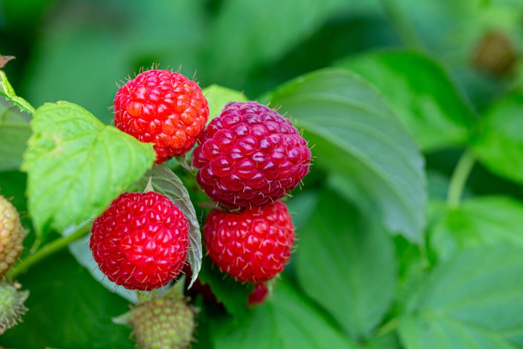 Raspberry Cultivation