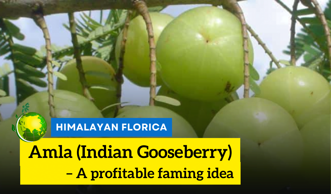 Amla - Indian Gooseberry Farming