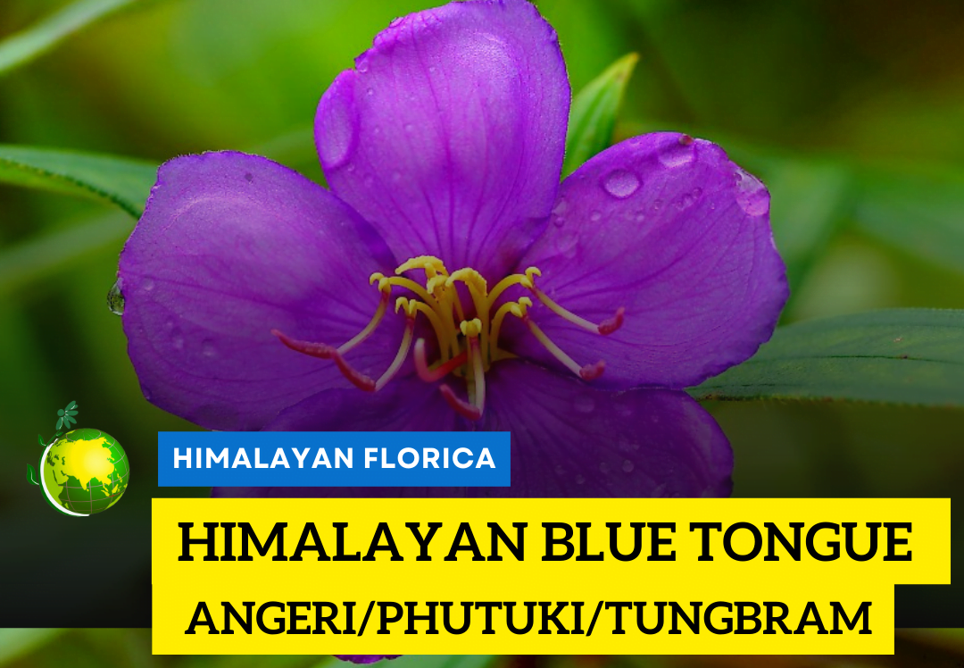 Angeri melastoma - Blue Tongue