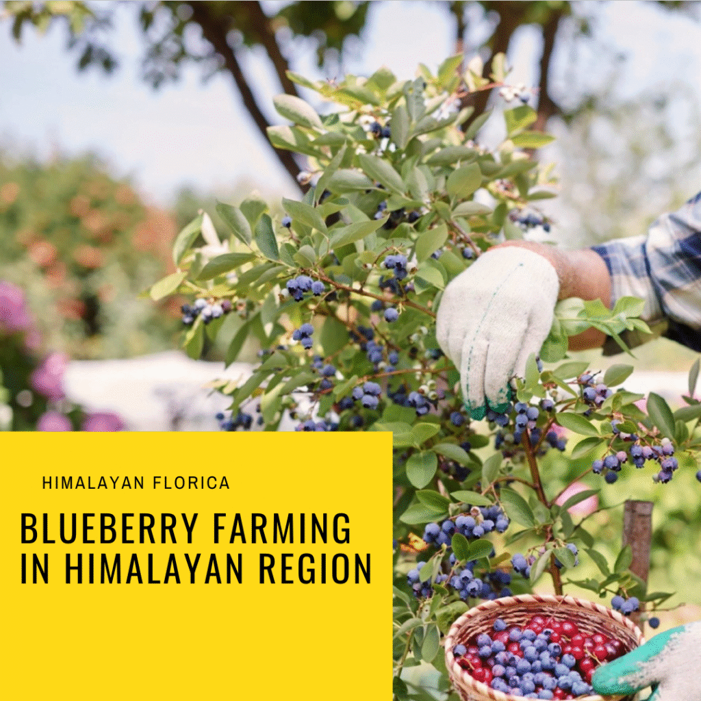 Blueberry plants in India
