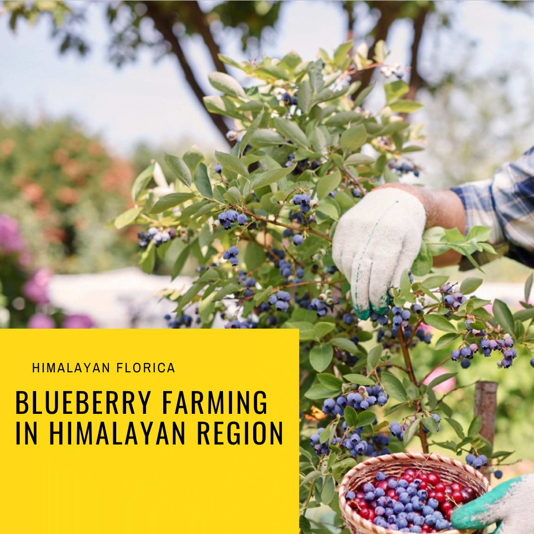 Blueberry plants in India