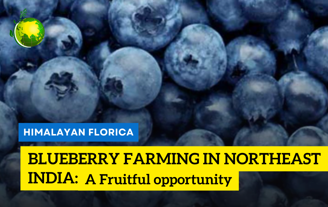 Blueberry Farming in Northeast