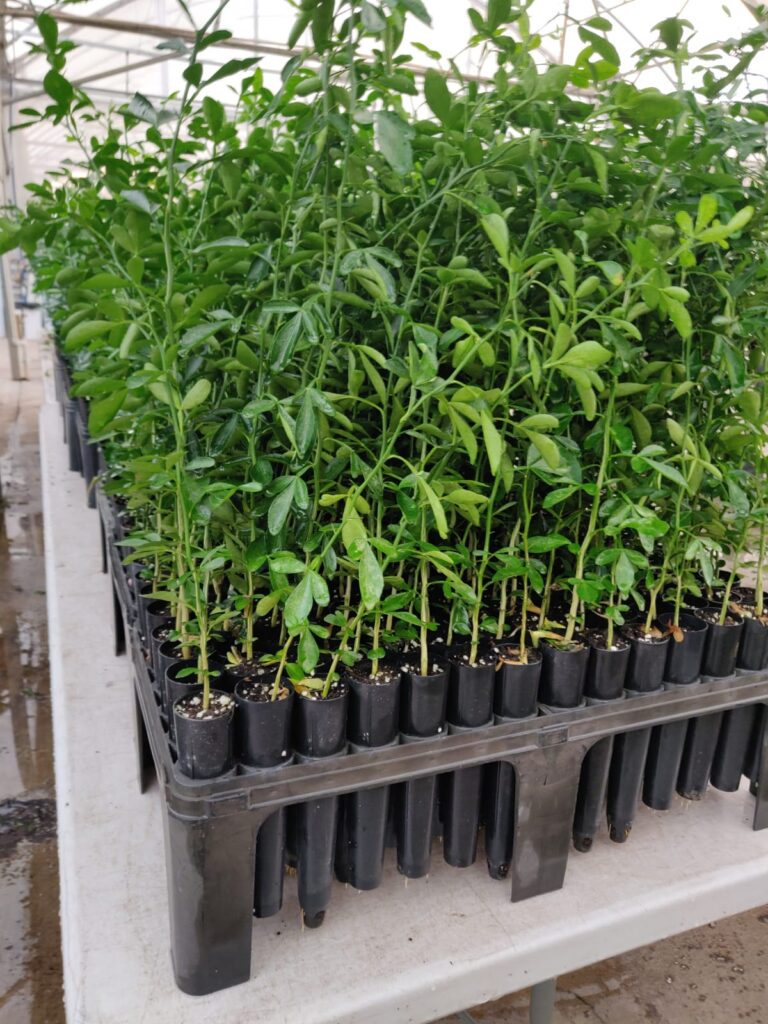 Himalayan Florica Orange Nursery