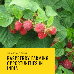 Raspberry Farming in India