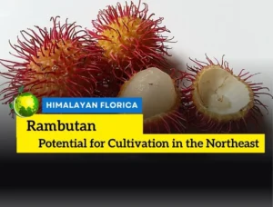 Rambutan