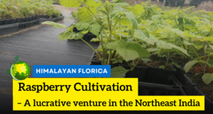 Raspberry cultivation in Northeast India