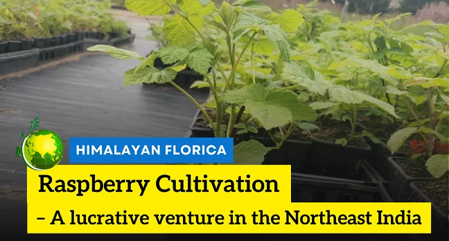 Raspberry cultivation in Northeast India