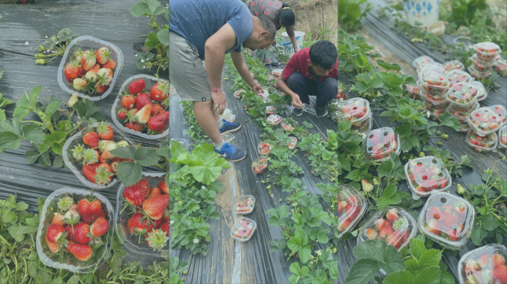 Strawberry farming India