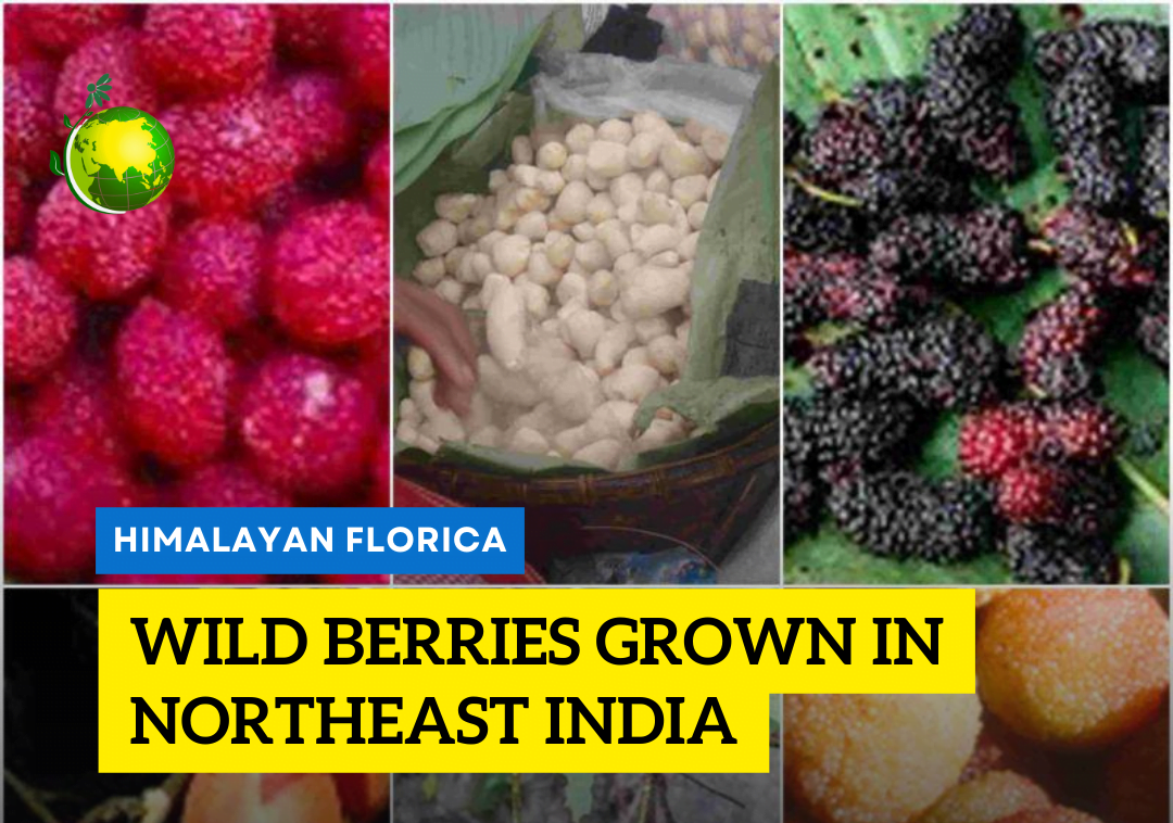 wild berries of Northeast India